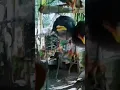Download Lagu Anakan burung jalak kebo @jalakkeboagripark