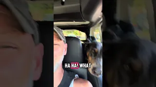 Daily life with a Doberman #fyp #dream #doberman #pets #youtube