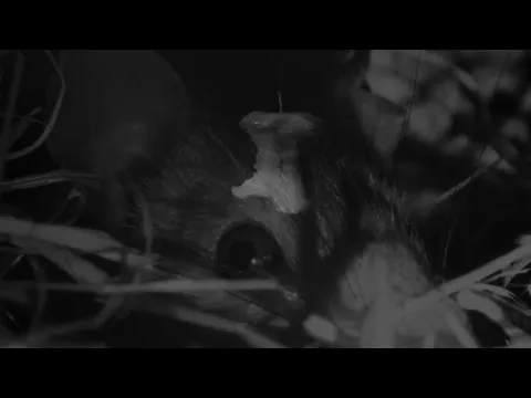 Pig Earth (2026) - Trailer