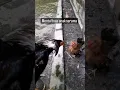 Lagu Ayam Serama vs Ayam Jago #bird #animal #chick #chicken #farm #hen #rooster #pigeon #pet #funny