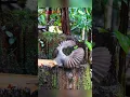 Download Lagu Burung Penari Hutan! Hwamei dan Tarian Sayapnya yang Unik 🐦✨