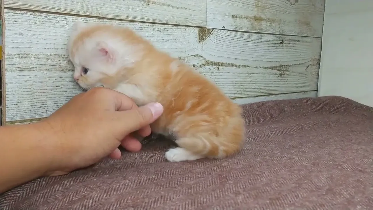 動画