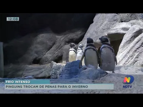 Pinguins trocam de penas para o inverno