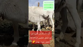 قوربون مزه مزه کردنت بشم دختر الاغ Funnydonkey Animals پرورش الاغ Donkey دختر 