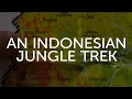 Download Lagu An Indonesia Jungle Trek
