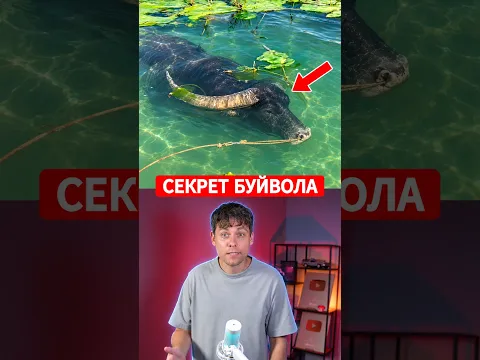 Почему водяные буйволы обожают грязь? 🐃