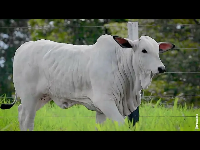 Aspiração Nelore GNRN - 65 DHANORA FIV DA GNR