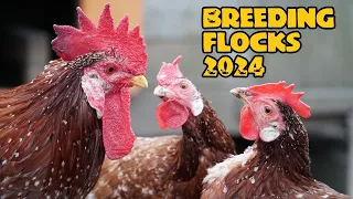 Breeding flocks of 2024
