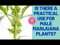 Is there a practical use for male marijuana plants