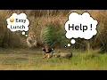 Can Peacock Fly Very High Truth about peacocks