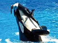 Killed by an orca Dawn Therese Brancheau Holy Sepulchre cemetery Alsip Illinois
