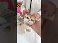 REAKSI KUCING KECIL KETIKA PERTAMA KALI DISUNTIK