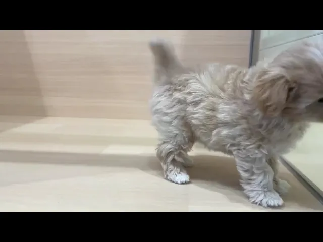 動画