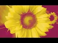 Download Lagu Niki's Project - Sometimes (Official lyric video)
