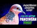 Download Lagu TEKUKUR DIRUMAH PASTI IKUT BUNYI MENDENGAR SUARA INI - Mp3 pancingan tekukur
