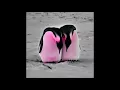 Penguin Café - Cantorum (Saltfork Remix)