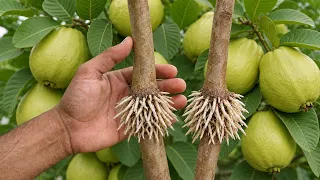 🍐How to Propagate Guava Tree by Air Layering | Two Methods💡