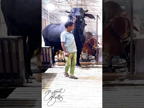 An enormous black bull from Brownie's Ranch
