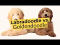 Labradoodle vs Goldendoodle Breed Comparison 2023