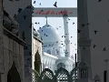 Download Lagu Hazrat Shaykh Abdul Qadir Jilani R.a