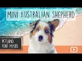 Miniature Australian Shepherd Breed Info 101