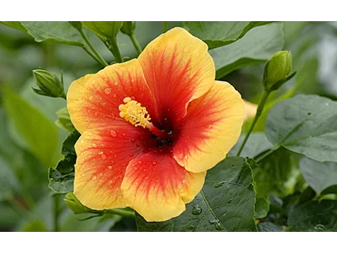 La fleur d'Hibiscus, une fleur qui nous veut du bien – muntsakineyoga