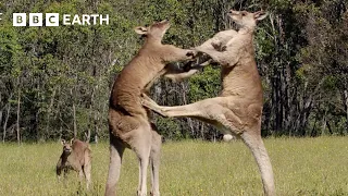 50 of the Greatest Fights in the Animal Kingdom BBC Earth