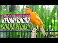 Download Lagu Pancingan Kenari gacor panjang Pancingan \u0026 masteran Kenari Paud AGAR gacor AMPUH Kenari MACET bunyii