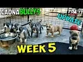 XL American Bully Puppies Week 5 Update Feeding Playtime Showcase