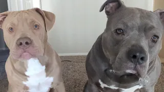 Zeusy The Talking Pitty is live! 9/26/26