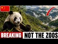 CHINA Saved The GIANT Panda But NOT The WAY Every DOCUMENTARY Tells You