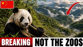 CHINA Saved The GIANT Panda But NOT The WAY Every DOCUMENTARY Tells You
