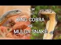 King cobra vs Mulga snake - Battle of the deadly snakes