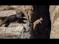 Download Lagu No Predator Can Catch Mountain Goats !!