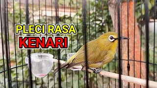 pleci rasa kenari cocok untuk masteran pleci bahan