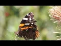 Peaceful Music(4K), Relaxing Music, Instrumental Music | Meditation Elevation