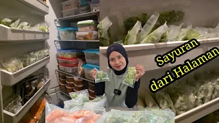 Cara Bekuin Wortel, Sledry, Bawang Prei Bisa Setahun. 