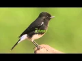 Download Lagu Suara Masteran Burung Decu Kacer