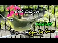 Download Lagu Pancingan Kecial Kuning Ngejos Gacor Hitungan Detik Ikut Jos Gacor 