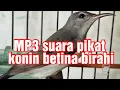 Download Lagu MP3 suara pikat burung konin betina birahi