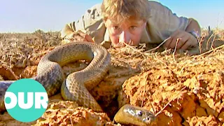 The Ten Deadliest Snakes In the World With Steve Irwin Our World