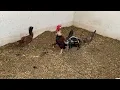 Kelso Cedar Creek - gallinas Hatch Mclean de Guess Farm Rancho San Jose