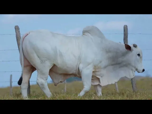 Touro Nelore SABZ - 89