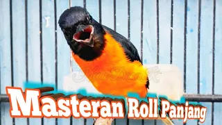 masteran roll panjang burung mantenan gacor