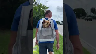 Bobby is 11 years old and it is hard for him to walk log distance  #dog #sailing #sailboat #boatdog