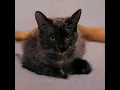 Blockhead - Insomniac Olympics but its Stylegan cats (Warning lots of flashing lights & colors)