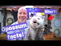 Opossums will bite and top amazing and weird awesome opossum facts