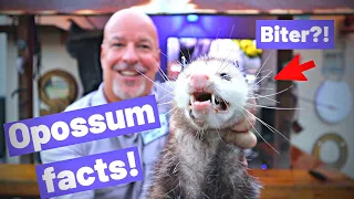 Opossums will bite and top amazing and weird awesome opossum facts