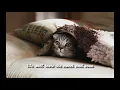 Download Lagu KARAOKE HD - LEARN TO MEOW (ENGLISH)