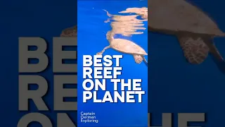 BEST REEF ON THE PLANET